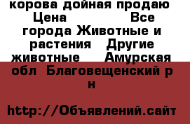 корова дойная продаю › Цена ­ 100 000 - Все города Животные и растения » Другие животные   . Амурская обл.,Благовещенский р-н